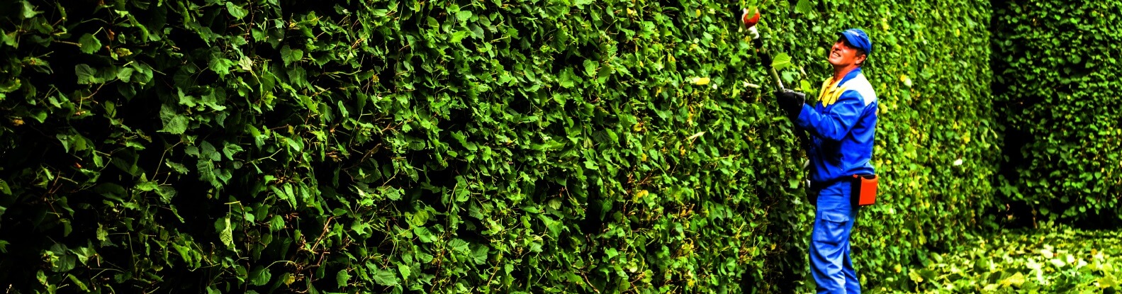 serviço de jardinagem